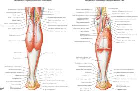 The changes in ligaments and tendons generally occur more slowly than adaptation in bone, because ligaments and tendons have less vascular supply. Anatomical And Functional Considerations In Achilles Tendon Lesions Foot And Ankle Clinics