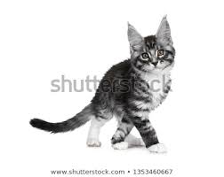 The tabbies are the most sought after maine coon colors. Impressive Black Tabby Maine Coon Cat Kitten Stock Photo C Nynke Van Holten 9682229 Stockfresh