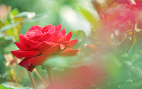 beauty of red rose steemit