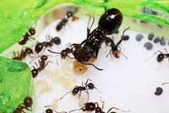 What Happens When You Kill A Queen Ant? - Dr. Death Pest Control