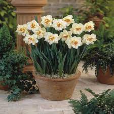 Narcisse Flower Drift x 10 achats avantageux sur JardinPourvous.b