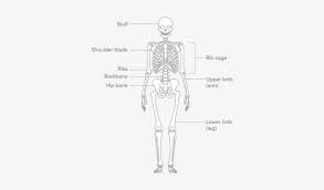 With backbone as a foundation, the web interface was rewritten from scratch so that all page content can be loaded dynamically with smooth transitions as you navigate. Picture Skeleton Labeled Simple Free Transparent Png Download Pngkey
