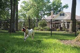 Best Fences For Dogs Pet Friendly