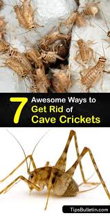 Get Rid Of Cave Crickets Incredible