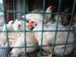 Icra Predicts Decent Growth For Domestic Poultry Industry