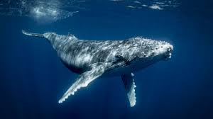 Une centaine de requins dévorent une baleine à bosse (VIDÉO)