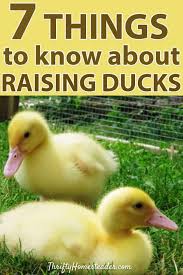 what no tells you about raising ducks