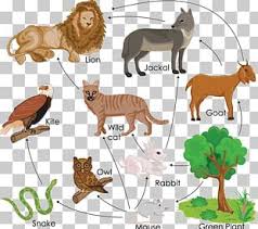 The amazon rainforest in brazil has thousands of species of birds, insects, reptiles, amphibians, and mammals. Amazon Rainforest Tropical Rainforest Food Web Primary Producers Png Clipart Acid Rain Amazon Rainforest Biome Consumer Ecology Free Png Download