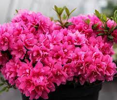 Комнатные цветы с розовыми бутонами: описания, названия и фото самых  популярных домашних растений такого оттенка