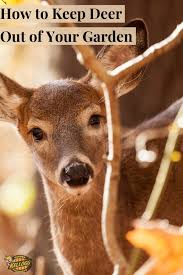 Ways To Stop Deer From Eating Plants