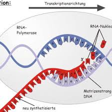 Check spelling or type a new query. Warum Ist Die Rna Polymerase So Dargestellt Biologie Zellen Dna