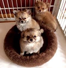Bringing home a pomeranian puppy is a happy and exciting event. Pomeranian For Sale Minnesota