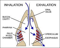 Respiratory System Wikipedia