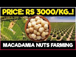 macadamia nuts farming planting care