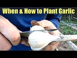 Planting Fall Garlic Using Square Foot
