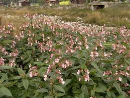 Scheda IPFI, Acta Plantarum Impatiens_glandulifera