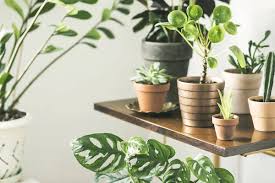 Indoor Plants Images