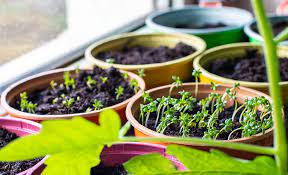How To Grow Herbs Indoors The Home Depot