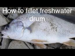 how to clean fillet a freshwater drum