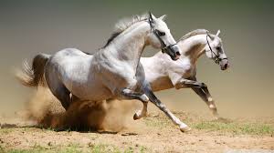 horses ultra hd desktop background