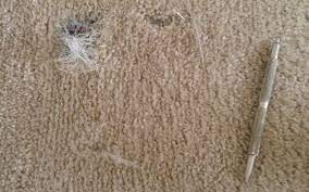 dog chewed carpet indianapolis carpet