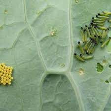how to get rid of cabbage worms dengarden