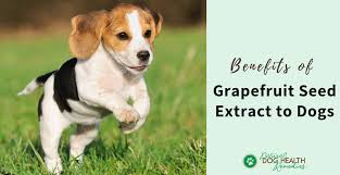 gse for dogs benefits of gfruit