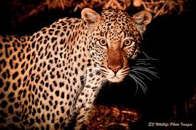 cheetah es wildlife photo images