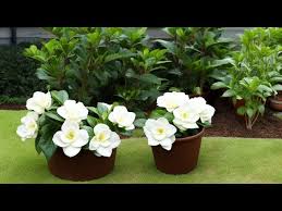 Gardenias In Pots Or Indoors