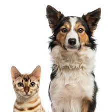 Check spelling or type a new query. Compare Aspca Pet Insurance Vs Petfirst