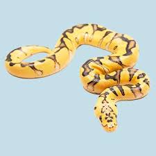 royal python care sheet ball python