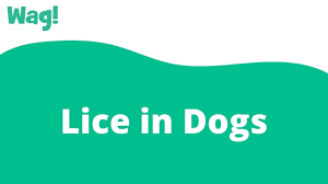 lice in dogs symptoms causes