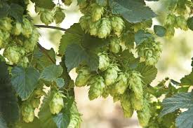 Types Of Hops Plants Learn About Hops Varieties And Their Uses