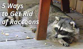 Raccoons can make dens in hallowed out trees, underneath decks, in attics or other sheltered areas. 5 Ways To Get Rid Of Raccoons Atlanta Wildlife Control