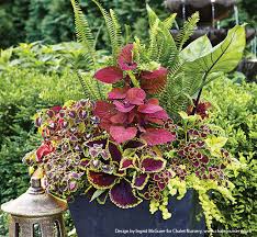 Try Ferns In Your Shade Containers