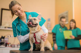 How to Apply to Veterinary School and Become a Veterinarian | Best Graduate  Schools | US News