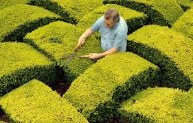 When Do You Trim Box Hedging The