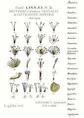Flowering Plant Wikipedia