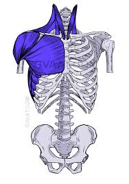 Includes 6 skin modes, skeletal system with connective tissue, and complete muscular system (including all deep muscles). How To Draw The Torso Easier An Illustrated Guide Gvaat S Workshop