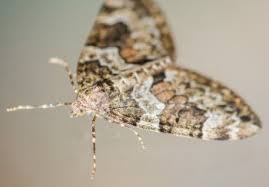 Species of food moths can get into your house through contaminated foods purchased from the grocery store or a farmer's market. Carpet Moths Bathnes