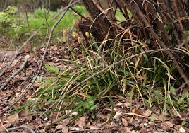 Carex brevicollis - Wikipedia