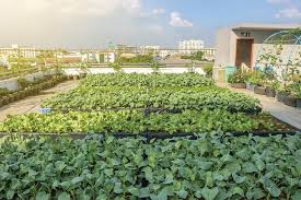 Green Roofs Can Boost Economy Vanya Veras