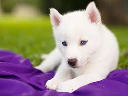 blue eyes siberian husky dog pets