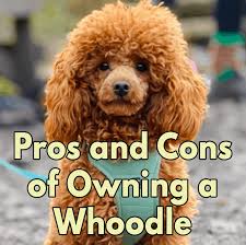 Whoodle puppies have a ton of energy and love to play and russow ranch in odessa gives them all the room they need to be happy! Pros And Cons Of Owning A Whoodle Lover Doodles