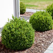 How To Grow And Care For Boxwoods The