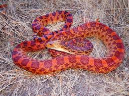 Bull snakes, gopher snakes, and pine snakes (pituophis spp.) are some of my favorite colubrid snakes. World Pituophis Web Page By Patrick H Briggs P C Sayi