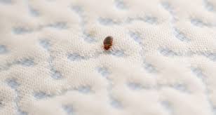 How To Check For Bed Bugs In Hotel Our