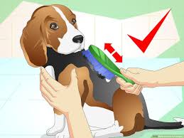 How To Care For Beagles 13 Steps With Pictures Wikihow