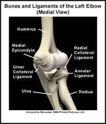 basic elbow anatomy joint pain info