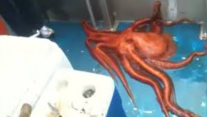 Image result for giant octopus escapes tank